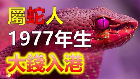 1977屬蛇幸運色2023|属蛇1977年出生的人2023年全年运程运势